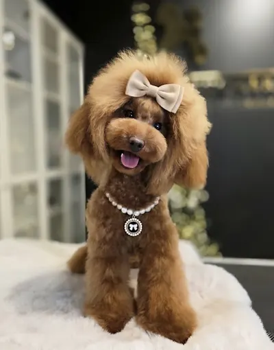 Salon Pielęgnacji Zwierząt | Candy Groomer | Psi Fryzjer | Toruń